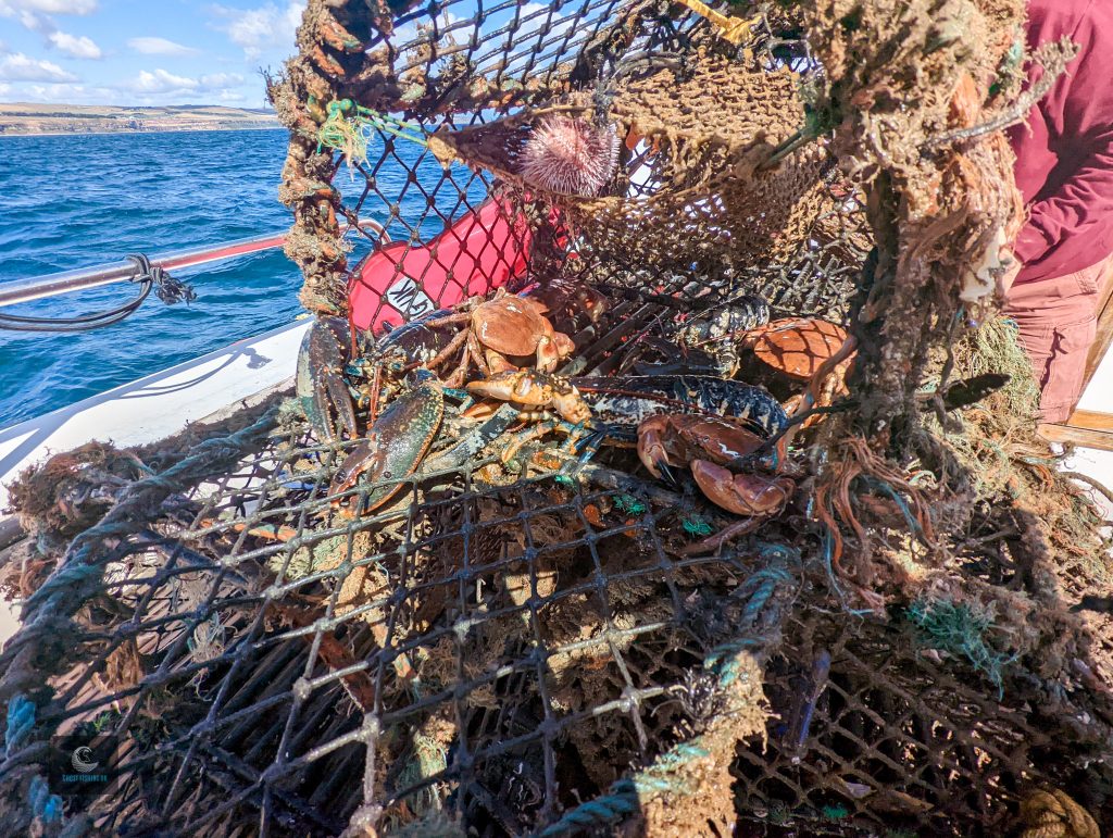 Read more about the article How much ghost gear is in the ocean?