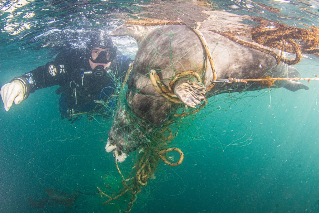 Read more about the article Seal in Mousehole