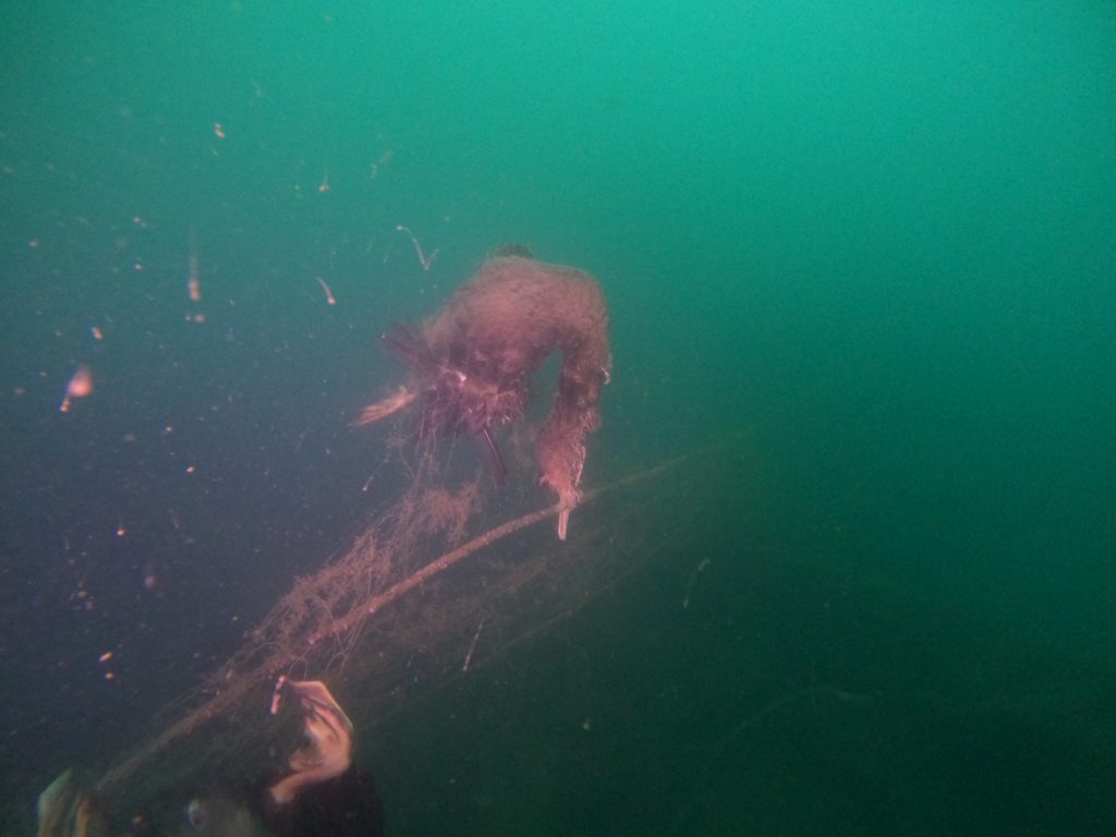 Read more about the article Ghost Fishing UK shocked at discovering drowned sea birds