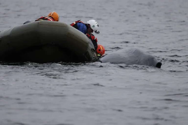 Team Effort Rescues Entangled Humpback Whale in Loch Fyne